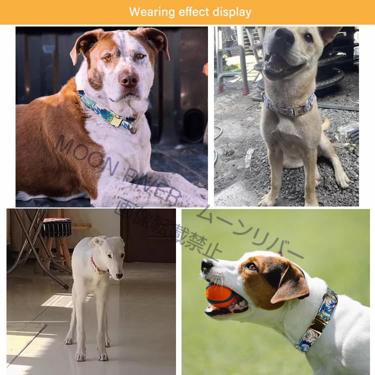 犬用首輪 リードセット ネームプレート 犬 名入れ 名前入り 犬用 首輪
