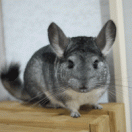 チンチラ