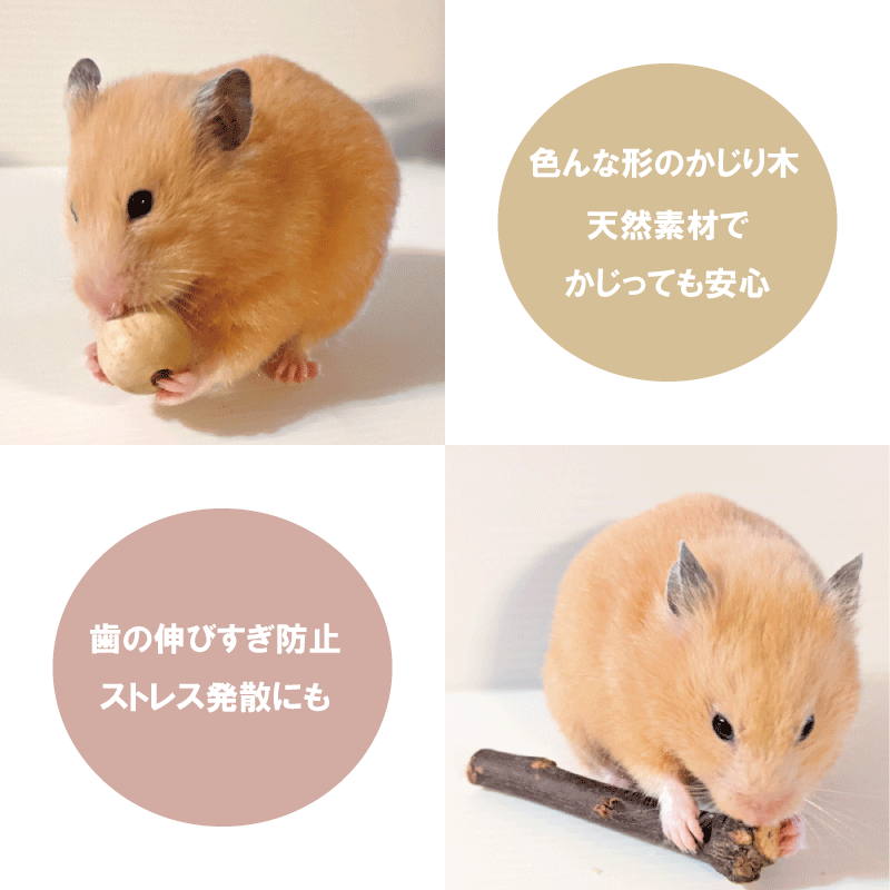 かじり木 お試しセット 送料無料 おもちゃ リス ハムスター チンチラ