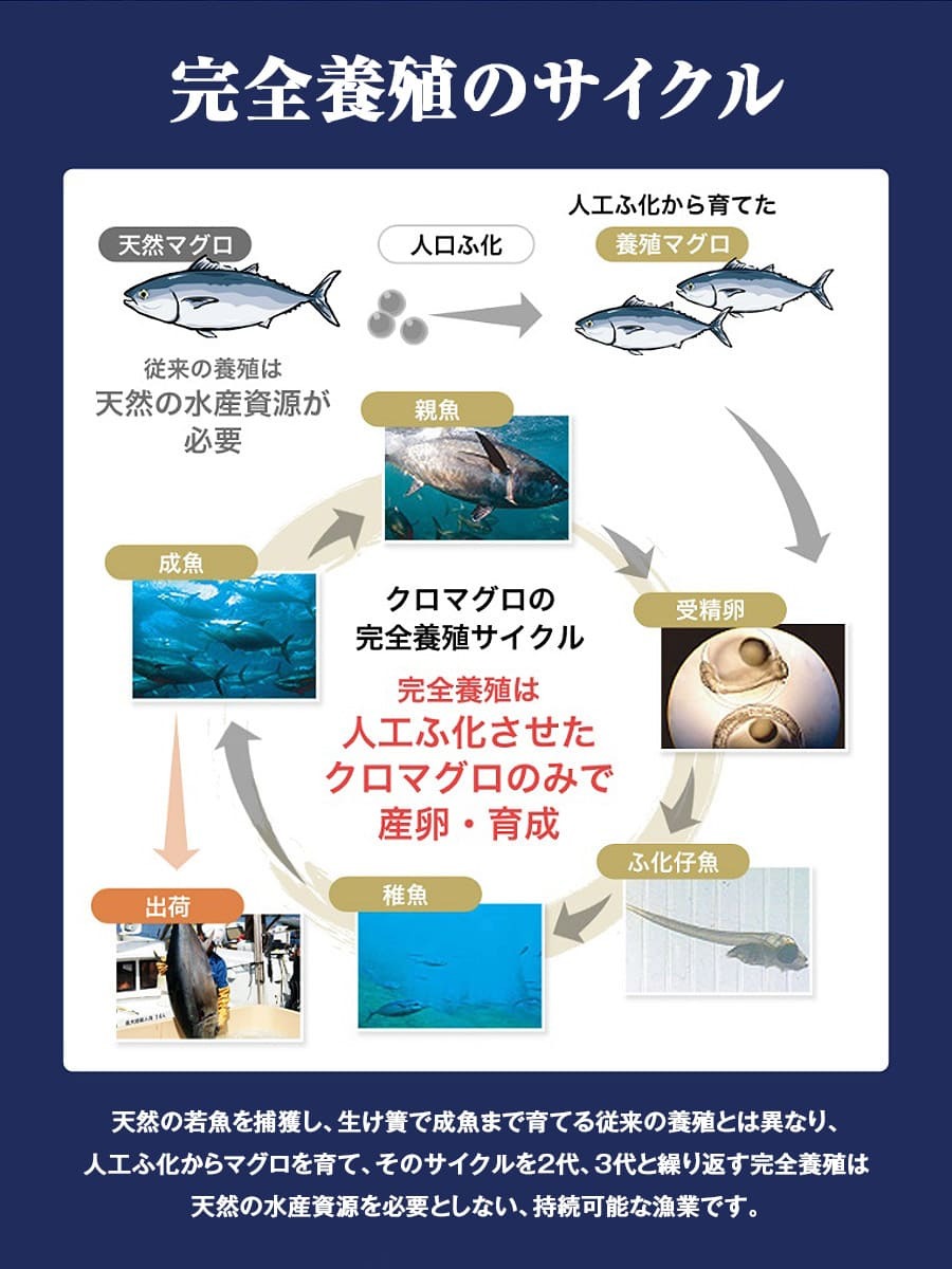 ツウに 本まぐろ お取り寄せ 食品 お歳暮 21 ギフト 産直 食の達人森源商店 通販 Paypayモール 産地直送 完全養殖 赤身 中トロ 3サク約500g 送料無料 冷凍便 同梱不可 指定日不可 鮪 パックから