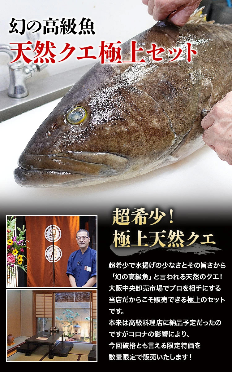クエ 天然 クエ鍋 刺身 セット 2 3人前 超希少天然クエ 冷凍便 国産 お造り お取り寄せ 送料無料 激安通販ショッピング 鍋