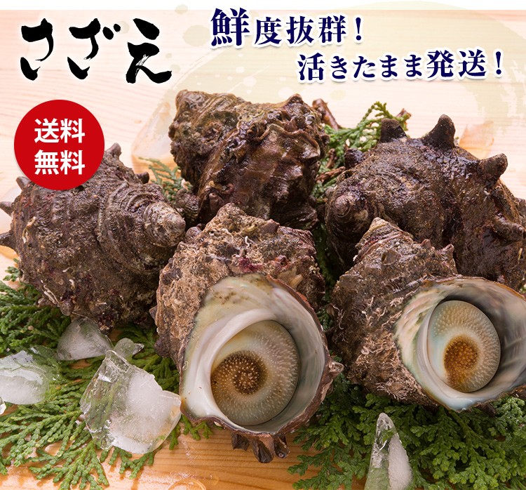 サザエ さざえ バーベキュー BBQ 1kg 8～13個 海鮮 魚介 中サイズ ツボ