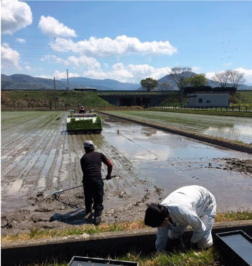 コシヒカリ 無農薬 10kg 令和6年産 玄米 農薬不使用 100％有機