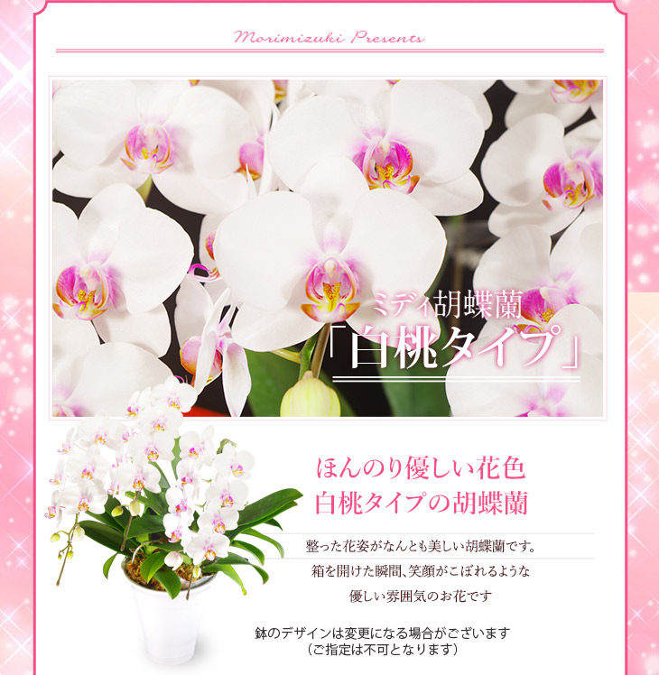 洋蘭ギフト鉢花 『ミディ胡蝶蘭 3本立ち「ソレイユ」』【贈】《母