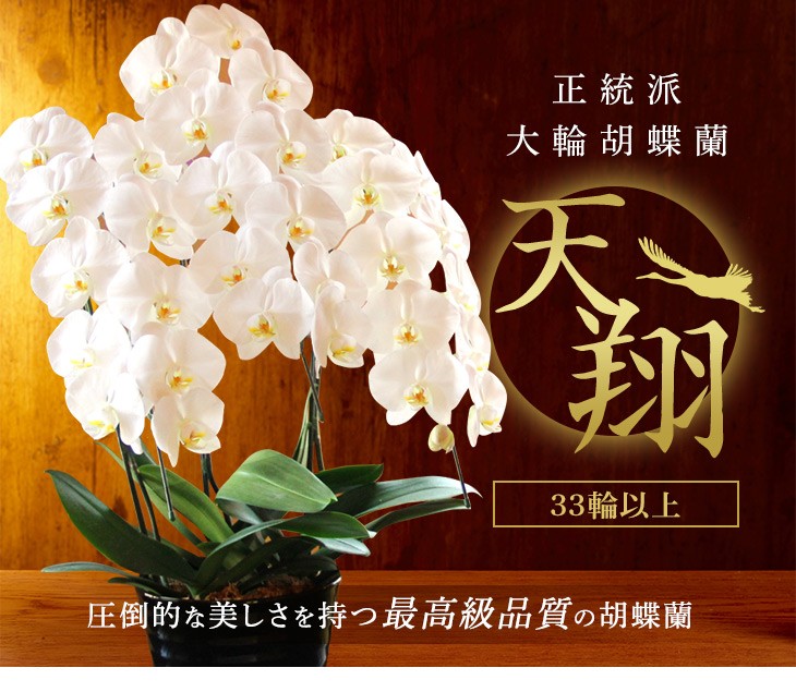 大輪胡蝶蘭天翔