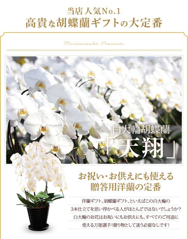 大輪胡蝶蘭天翔