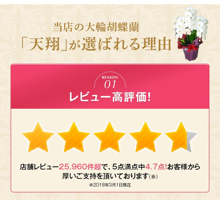 大輪胡蝶蘭天翔