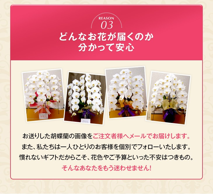 大輪胡蝶蘭天翔
