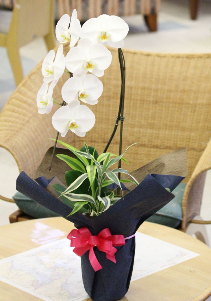 胡蝶蘭　生花　ロング　花鉢 胡蝶蘭》ピンク色胡蝶蘭 3本立ち モノトリコ鉢(こちょうらん) - 絵画や