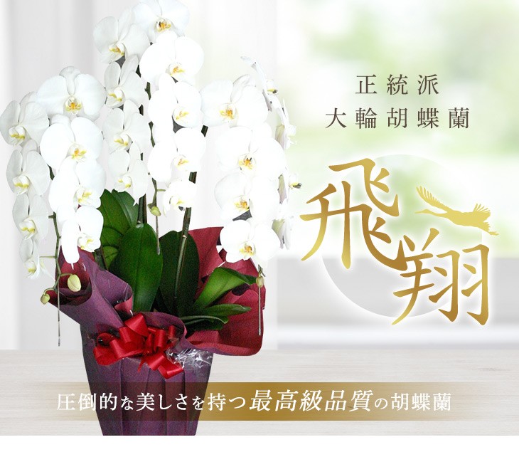大輪胡蝶蘭飛翔