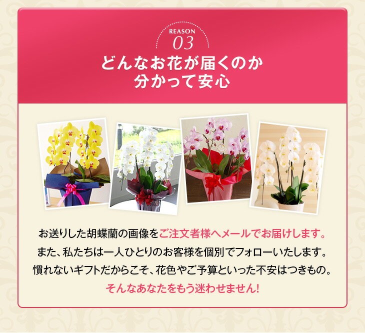 大輪胡蝶蘭飛翔