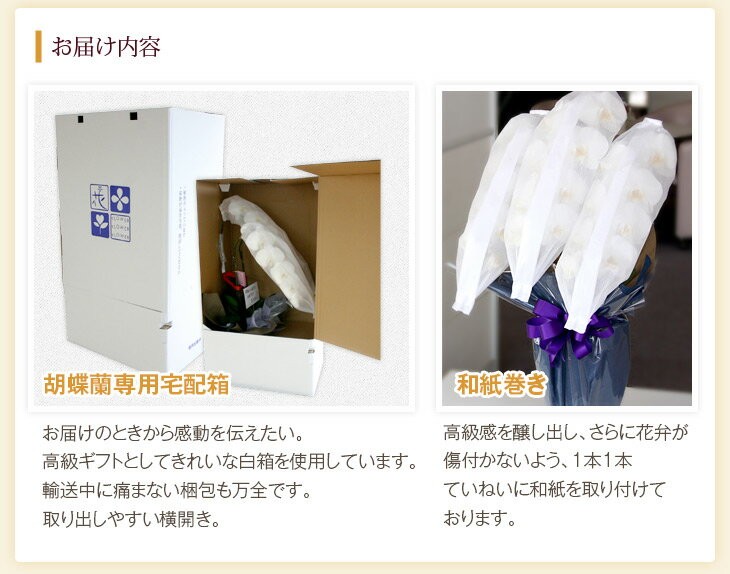大輪胡蝶蘭天翔