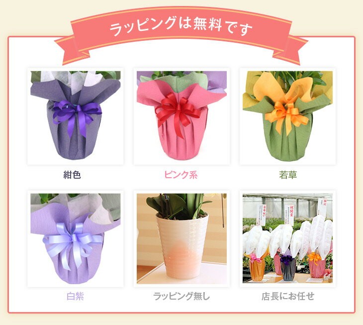 大輪胡蝶蘭天翔