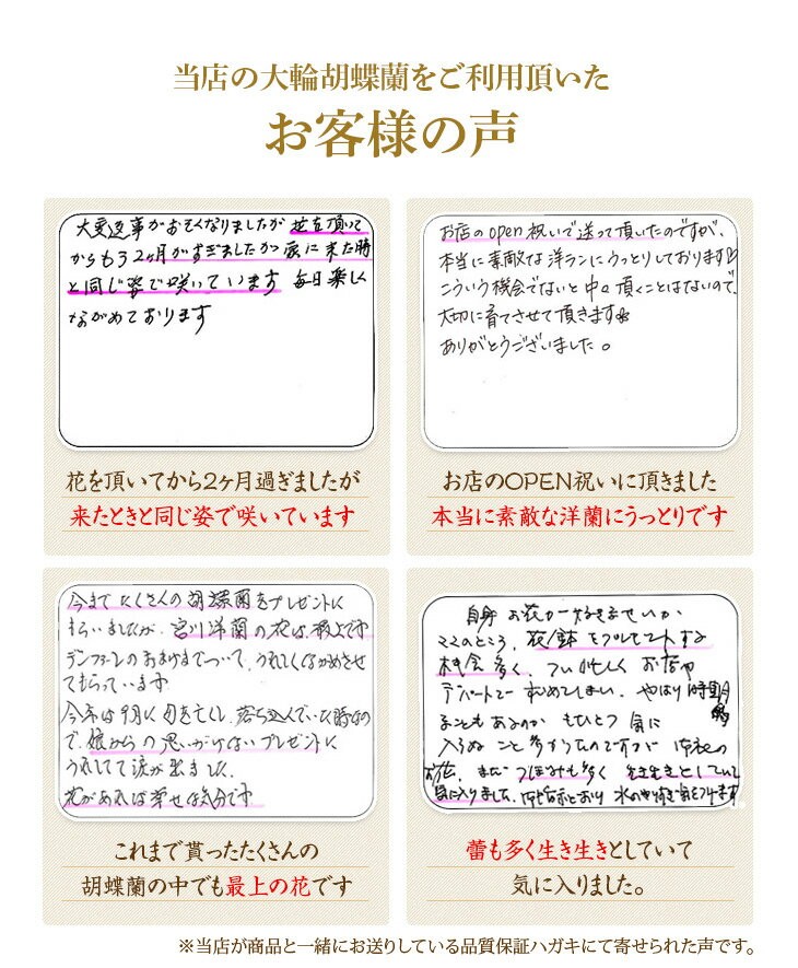 大輪胡蝶蘭天翔