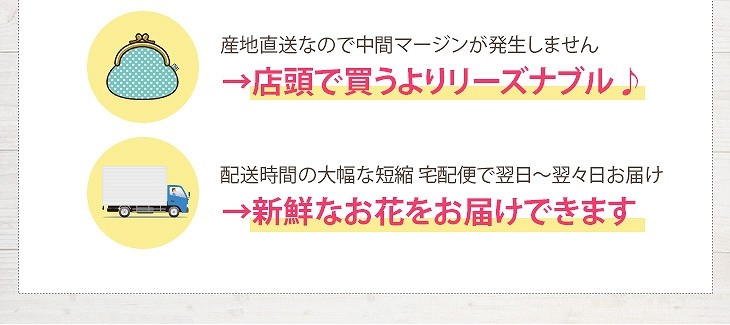 大輪胡蝶蘭天翔