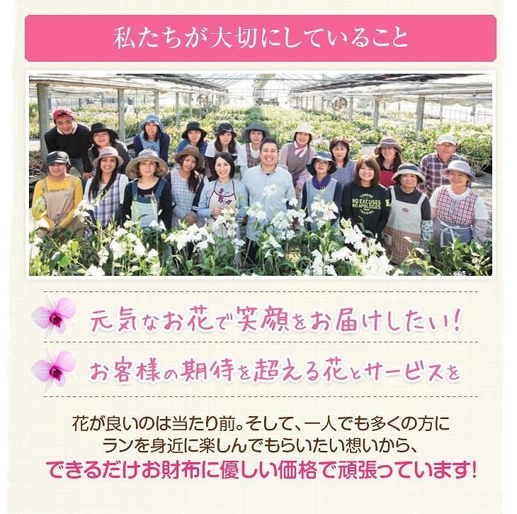 大輪胡蝶蘭天翔
