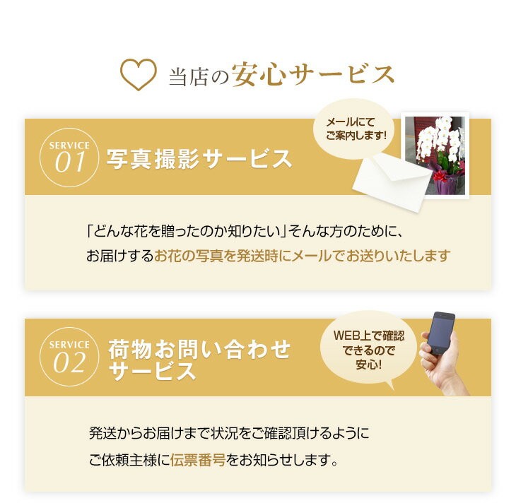 大輪胡蝶蘭天翔