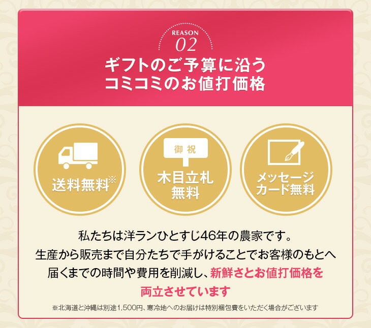 大輪胡蝶蘭天翔