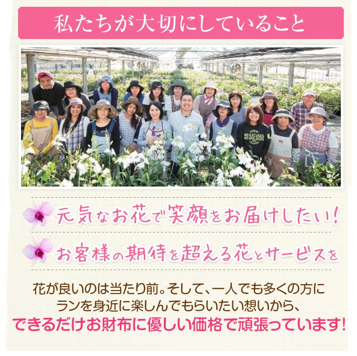 胡蝶蘭3本立ち