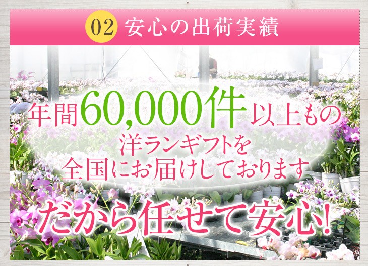 胡蝶蘭3本立ち