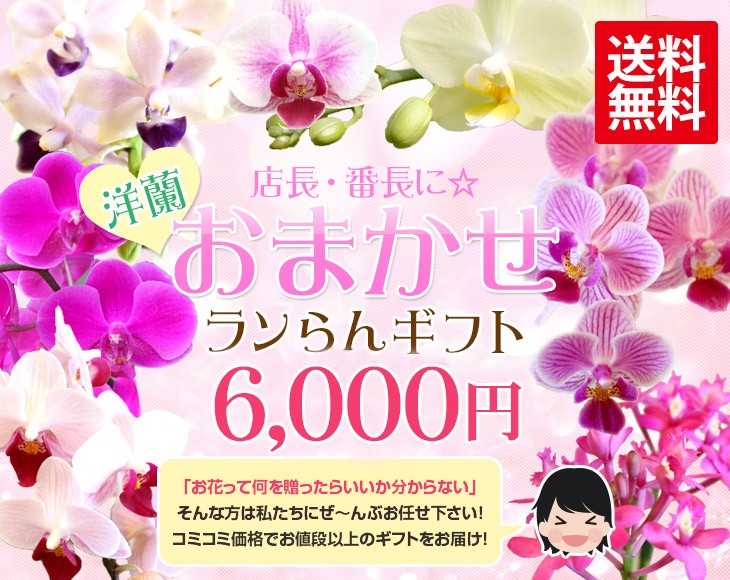 定番 迷ったらプロにおまかせ Lt Brgt 洋蘭ギフト おまかせ L エル 贈 鉢花 お祝い 誕生日 お供え 胡蝶蘭 ミディ胡蝶蘭 カトレア 母 Aynaelda Com