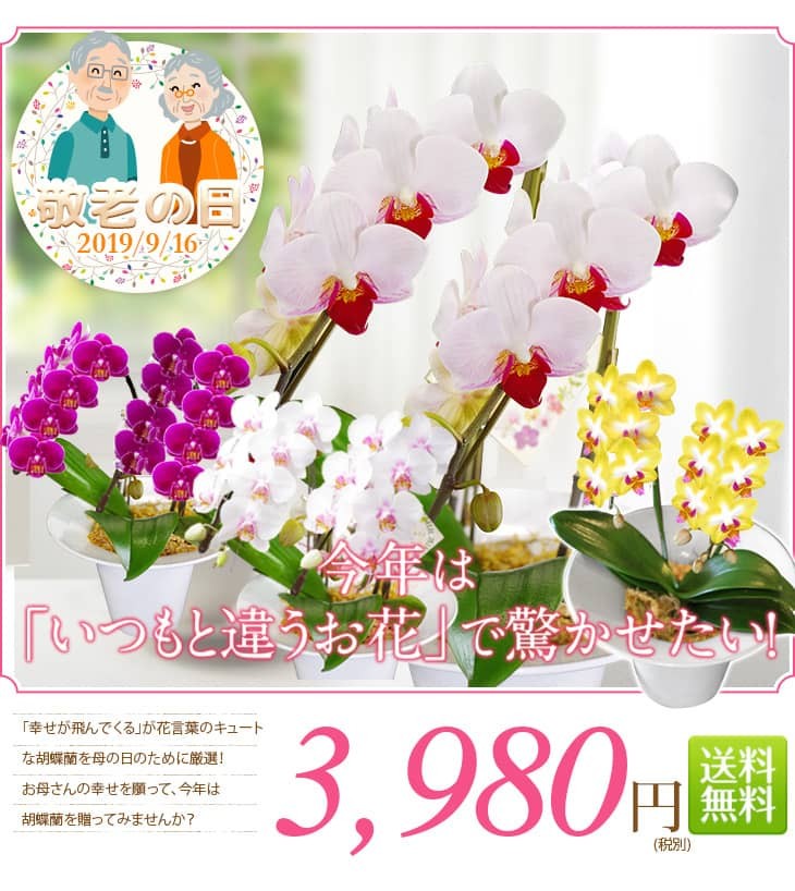 農園直送！『ミディ胡蝶蘭 2本立ち 陶器鉢仕立て「メルシー