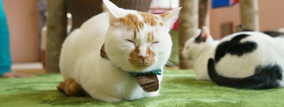 保護猫カフェ もりねこ