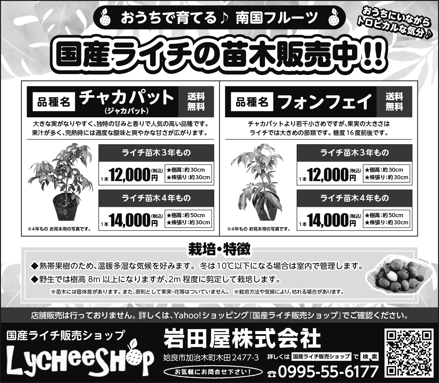 ◎【特売価格】ライチ 苗木 栽培 チャカパット 取り木 苗 4年もの