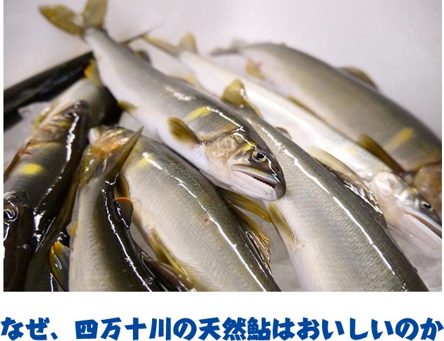 モンベル ｜ オンラインショップ ｜ 四万十川の天然鮎 1kg