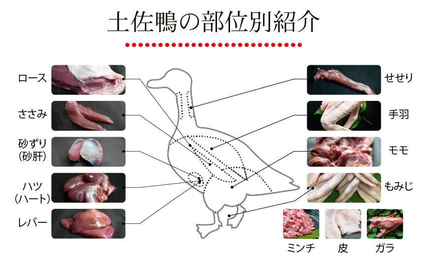 部位紹介