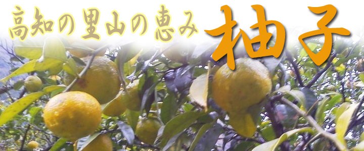 ゆず果汁 （ 柚子酢・ゆのす ） 1．8L 無塩 高知大豊産 生絞り 1