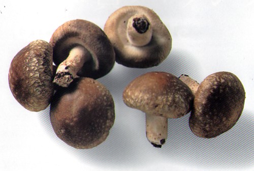 β-グルカンとはグルコースがグリコシド结合でつながった高分子量の