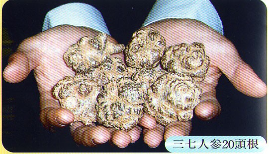 雲南省文山特産二十頭根最優等品三七人参 - 大野元一郎薬局 雲南省文山特産二十頭根最優等品三七人参 - 大野元一郎薬局