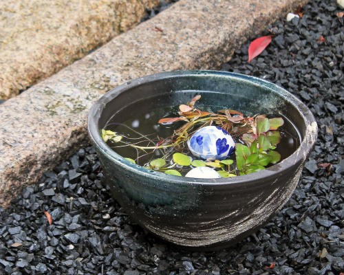 信楽焼の睡蓮鉢