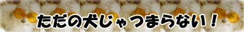 信楽焼の犬