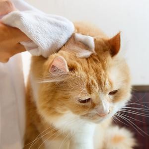 【最終値下】プロトンシャンプーのみ業務用 1000ml Amazon.co.jp: ルベル プロエディット シャンプー ソフト