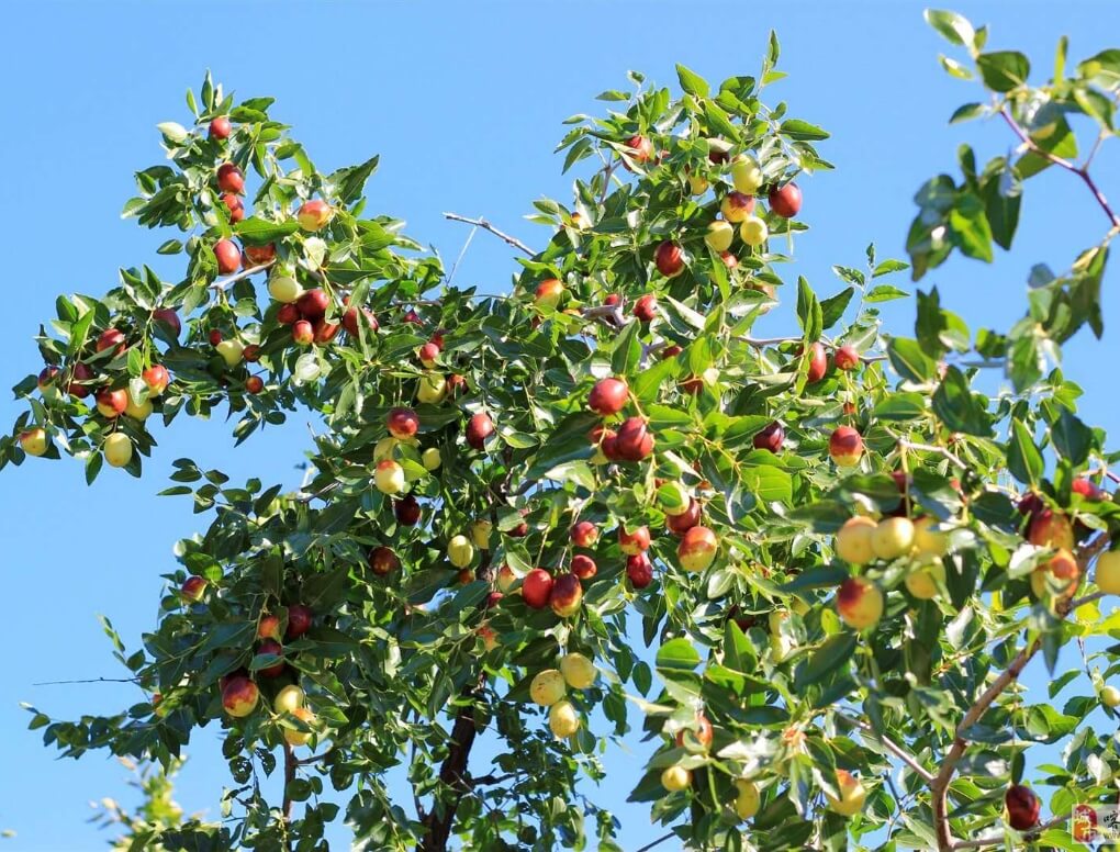 むぎごころのオーガニック 和田玉なつめ