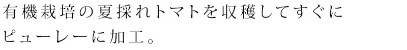 有機栽培の夏採れトマトを収穫してすぐにピューレーに加工