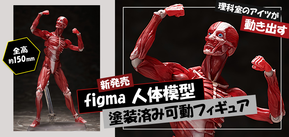 figma 人体模型 塗装済み可動フィギュア 販売開始