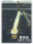 ボウフラ スミラブ粒剤