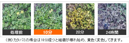 おうちの草コロリ 速効性 除草剤