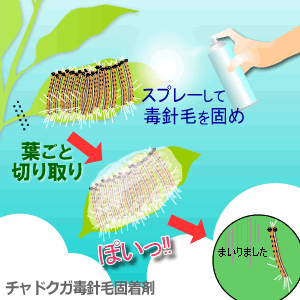 チャドクガ防除剤 毛虫を固めて駆除