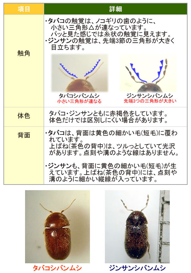 セリコ タバコシバンムシ駆除 ニューセリコ 10セット入 富士フレーバー フジトラップ シバンムシ捕獲駆除 部屋の小さい茶色虫 N 虫退治 Com Yahoo ショップ 通販 Yahoo ショッピング