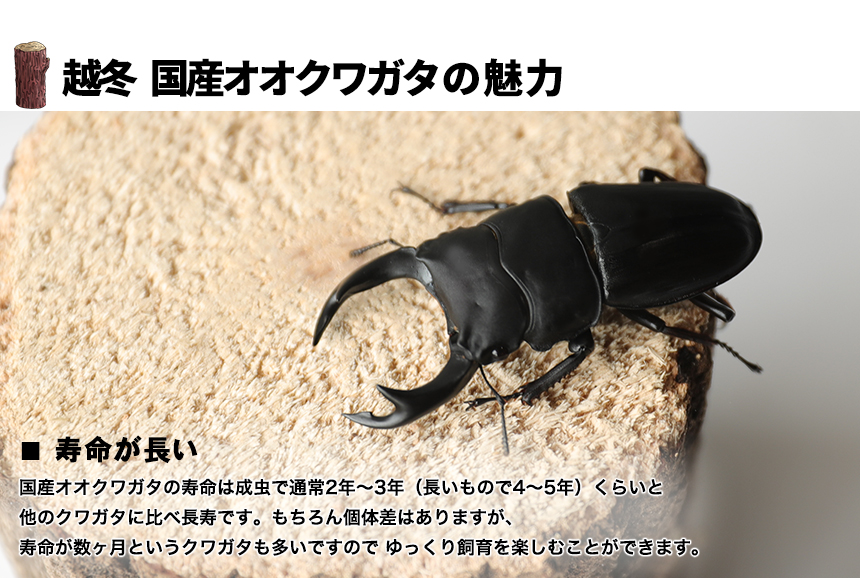 最大58％オフ！クワガタ 昆虫 ブリード オオクワ 生き物 繁殖 ペット プレゼントに 昆虫生体