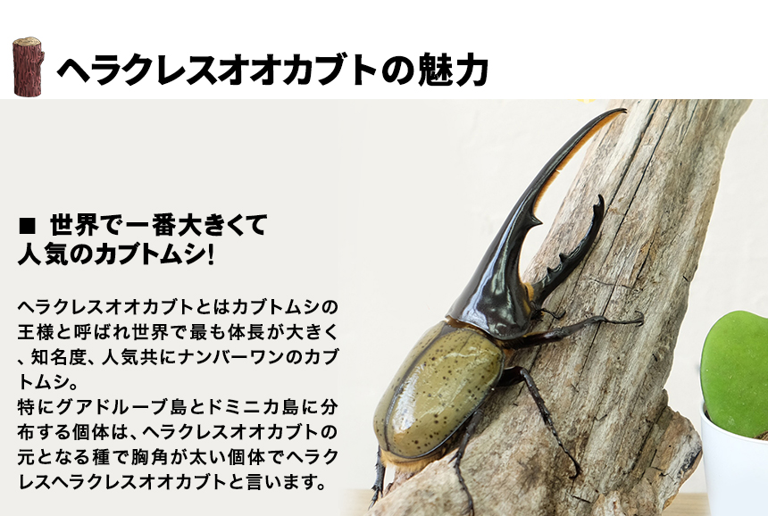 デカ 100gオーバー ヘラクレスオオカブト 幼虫 オス単品 110g〜119g