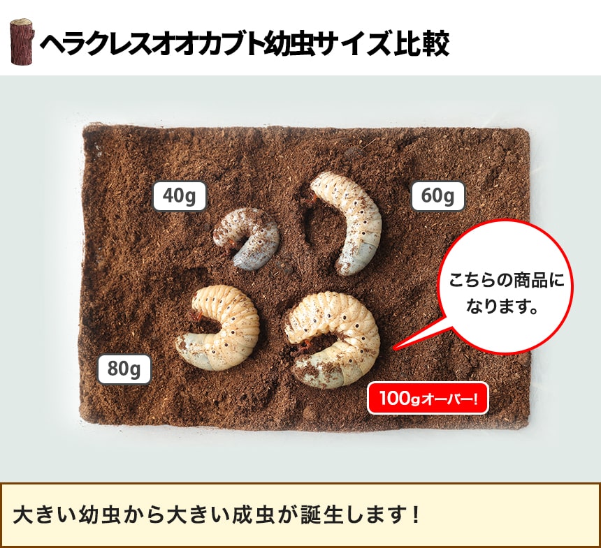 デカ 100gオーバー ヘラクレスオオカブト 幼虫 オス単品 110g〜119g