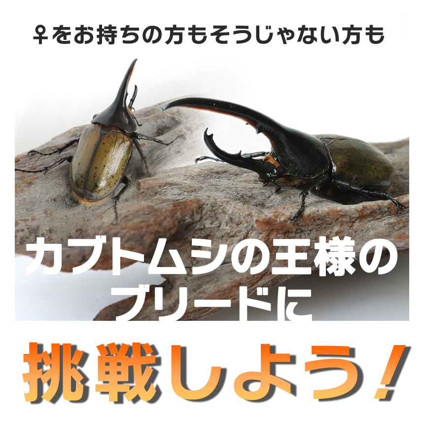 ヘラクレスオオカブト成虫 オス A級品 160〜162ミリ（ヘラクレス 