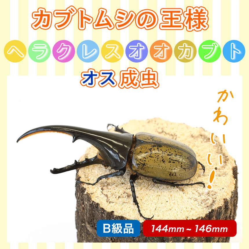 ヘラクレスオオカブト成虫 オス B級品 144〜146ミリ（ヘラクレスヘラクレス）】カブトムシ / 昆虫 / 生き物 / ヘラクレス / ペット /  ヘラヘラ / プレゼントに : dhh-b144-146 : むしや本舗 ヤフー店 - 通販 - Yahoo!ショッピング