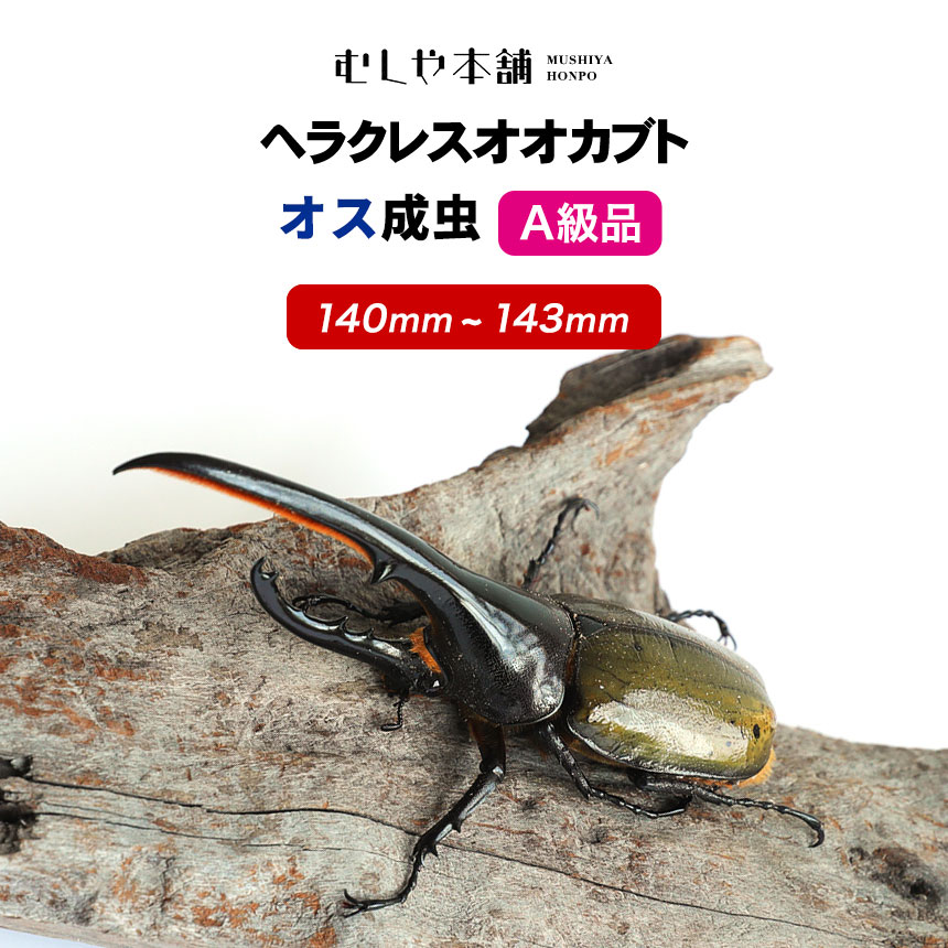 【ヘラクレスオオカブト成虫 オス A級品 140〜143ミリ（ヘラクレスヘラクレス）】外国産 カブトムシ 昆虫 生体 ペット プレゼントに