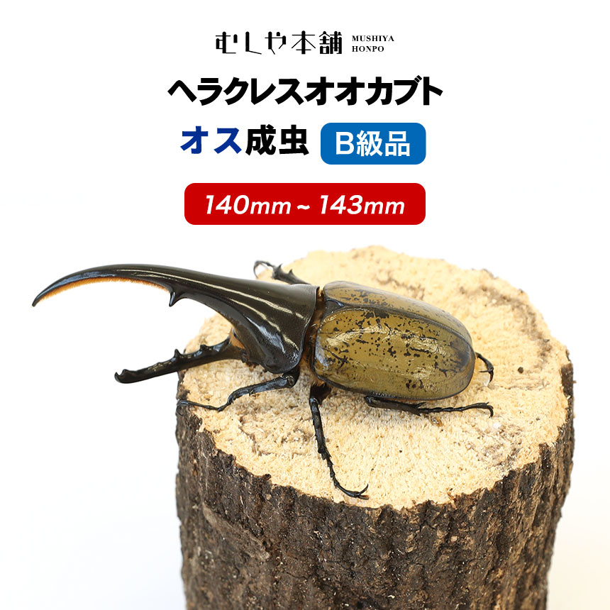 【ヘラクレスオオカブト成虫 オス B級品 140〜143ミリ（ヘラクレスヘラクレス）】カブトムシ / 昆虫 / 生き物 / ヘラクレス / ペット / ヘラヘラ / プレゼントに